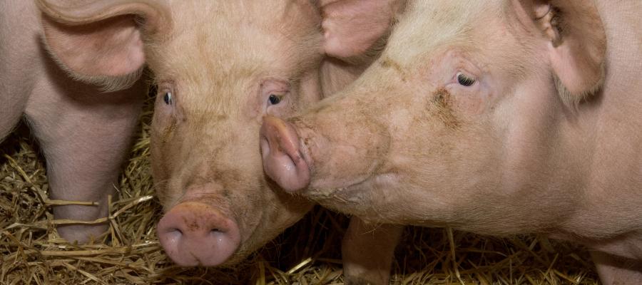 Two pigs
