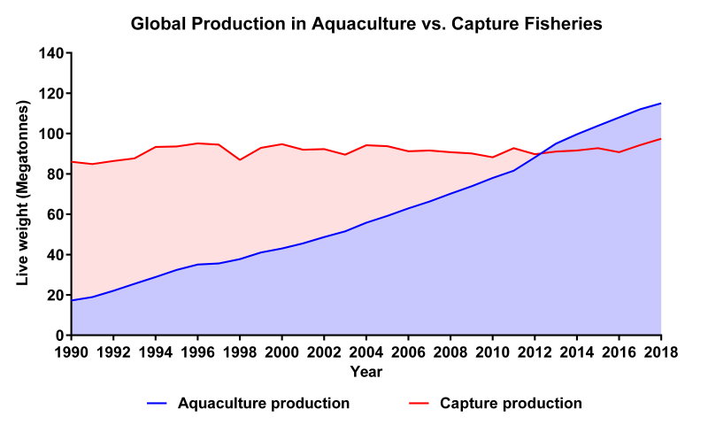 This graph shows global production in aquaculture and capture fisheries over a period of 18 years; aquaculture rises rapidly.