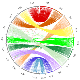 This circos plot demonstrates the congruence between the 10 super scaffolds of the flat oyster genome assembly.