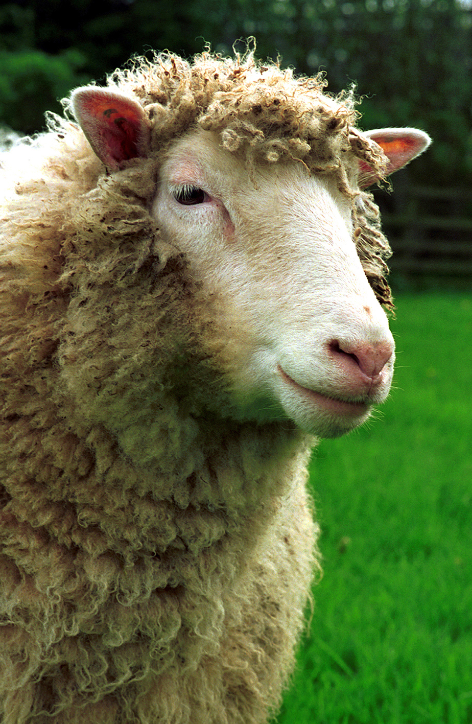 Dolly